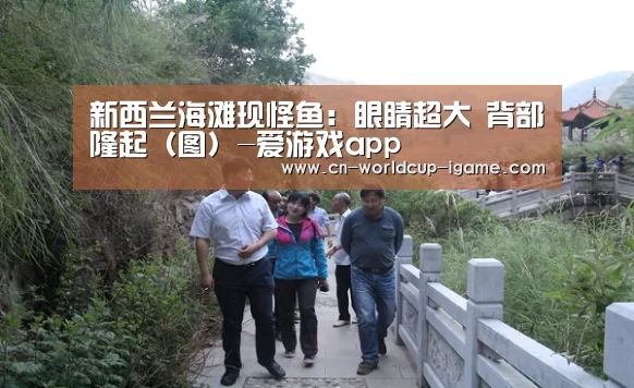 新西兰海滩现怪鱼:眼睛超大 背部隆起(图)-爱游戏app